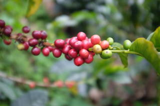 Kaffeekirschen Wir reisen in das Kaffeeland Kolumbien
