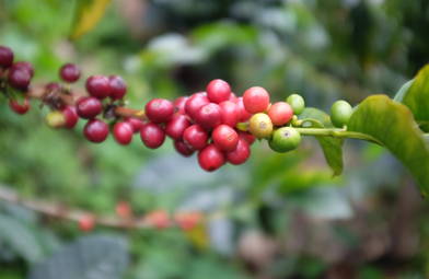 coffee-growing-countries