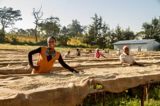 Coffeecircle_kaffeereise_201114.jpg Coffee Circle drying bed