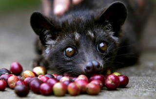 Kopi Luwak Außergewöhnliche Kaffeespezialität