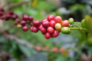 Die Farbentwicklung von Kaffeekirschen In der Nasa We'sx Kooperative