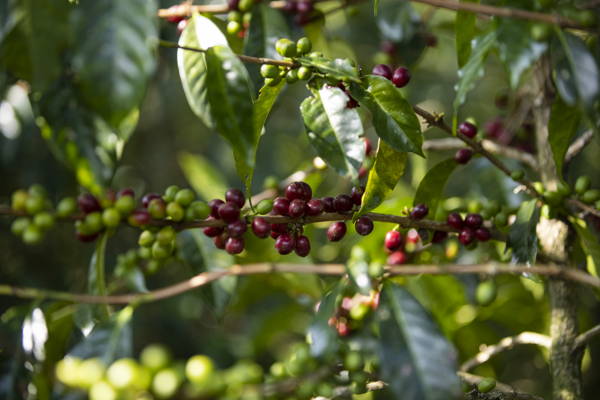 Äthiopien 2024, rote Kirschen