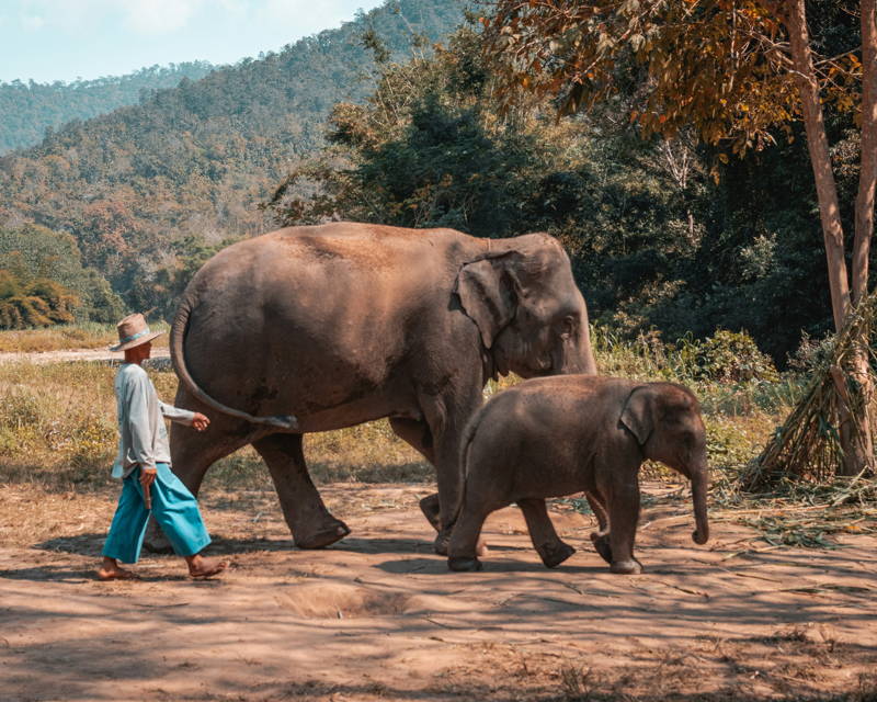 Elefanten in Thailand, Chiang Mai