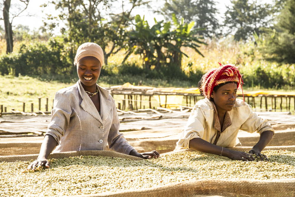 Arbeit an den Drying Beds Coffee Circle Reise nach Äthiopien