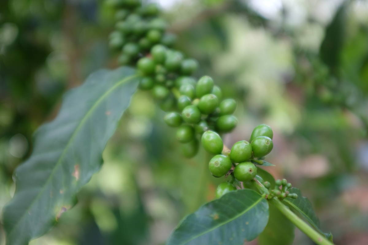 Grüne Kaffeebohnen, Kolumbien