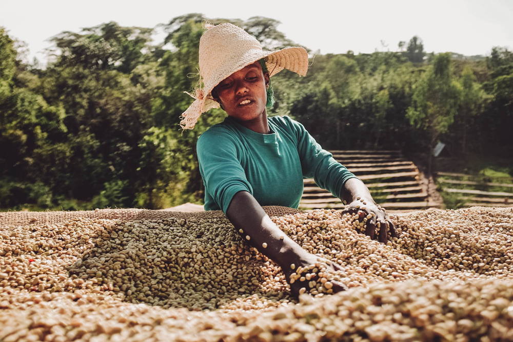 Der Kaffee wird auf Drying Beds zum Trocknen ausgelegt Der Kaffee wird auf Drying Beds zum Trocknen ausgelegt