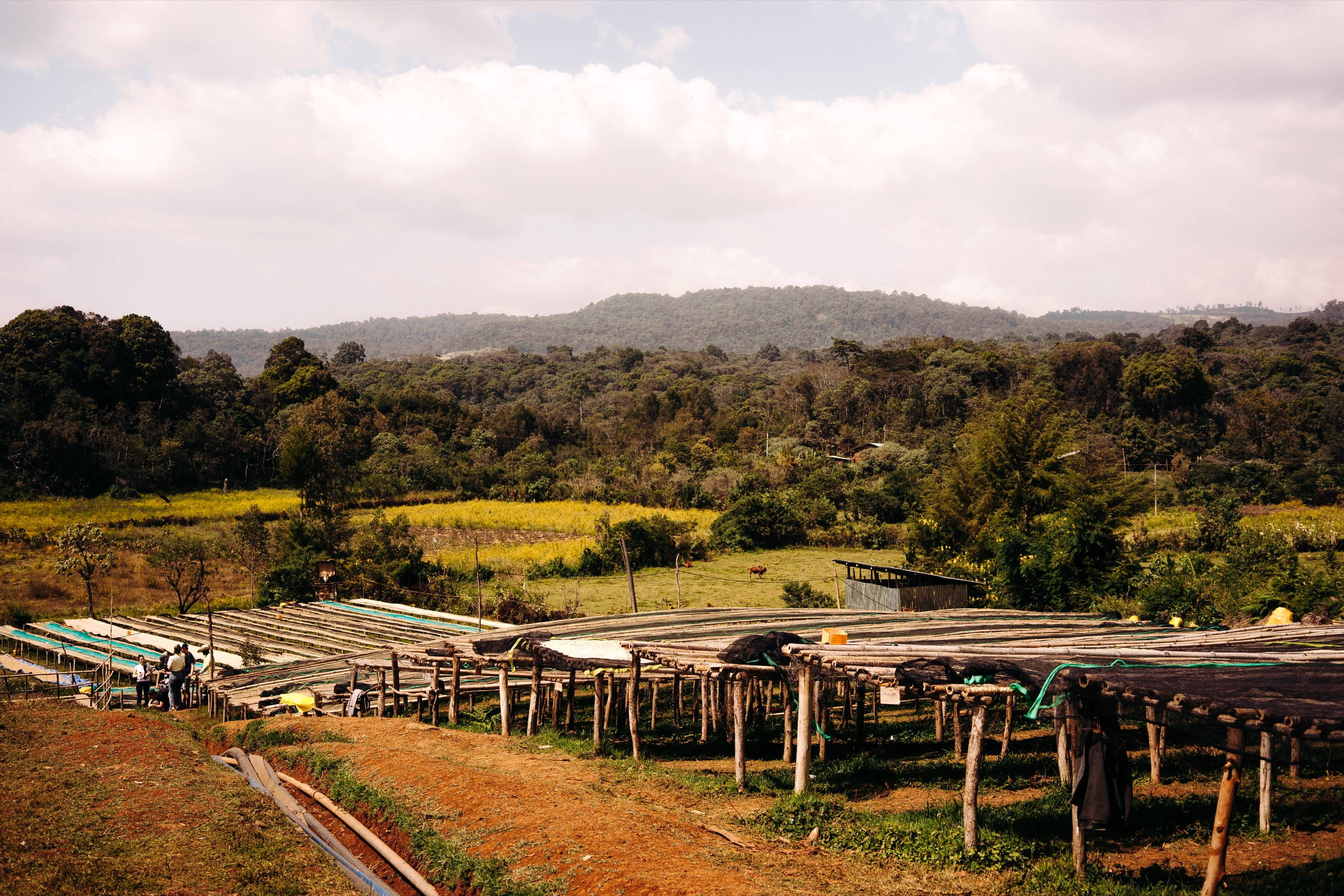 Drying Beds und Ausblick