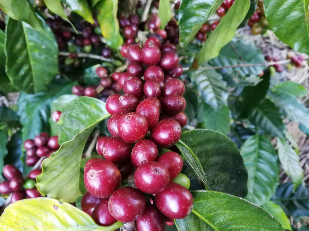 Coffee Cherries, Abuelos Cafe, Costa Rica