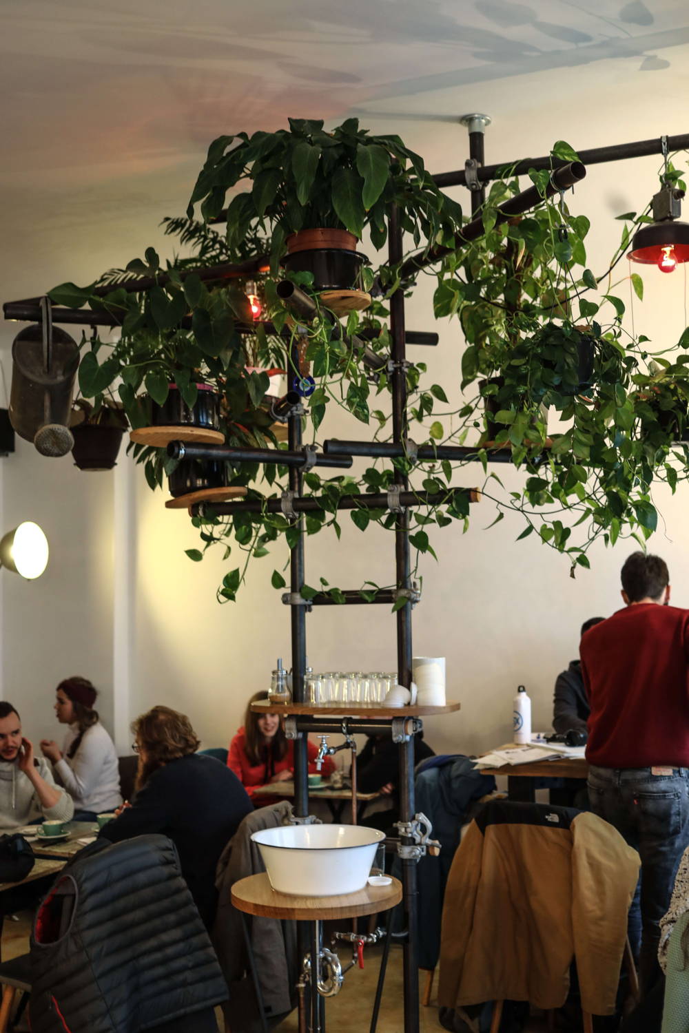 Pflanzen Pflanzen bei Happy Baristas