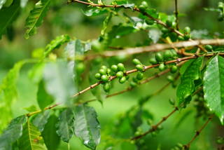 coffee-circle-kongo-28.JPG