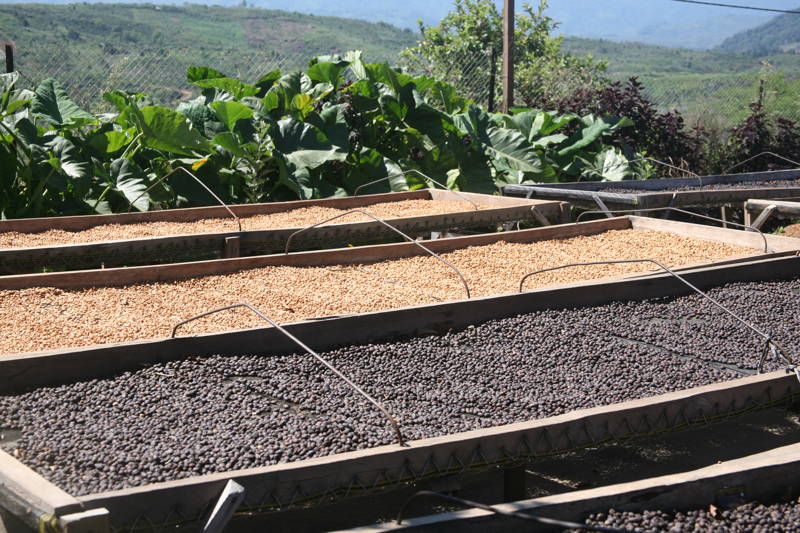 Trockenbetten mit Bohnen, Hendra Farm, Indonesien