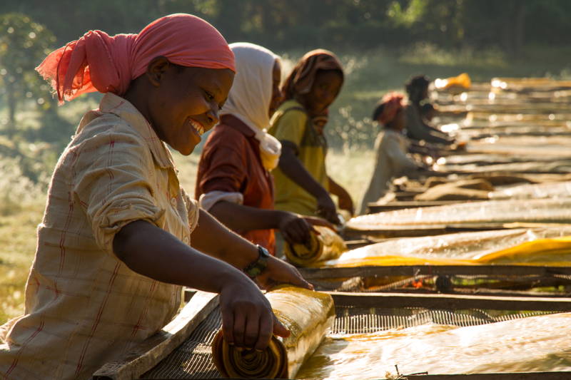Kaffeeanbau Äthiopien