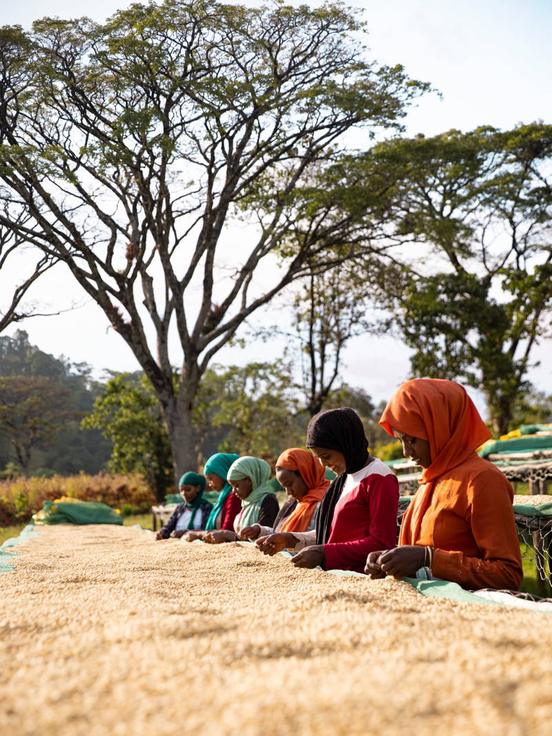 Coffee farmers Ethiopia 2024