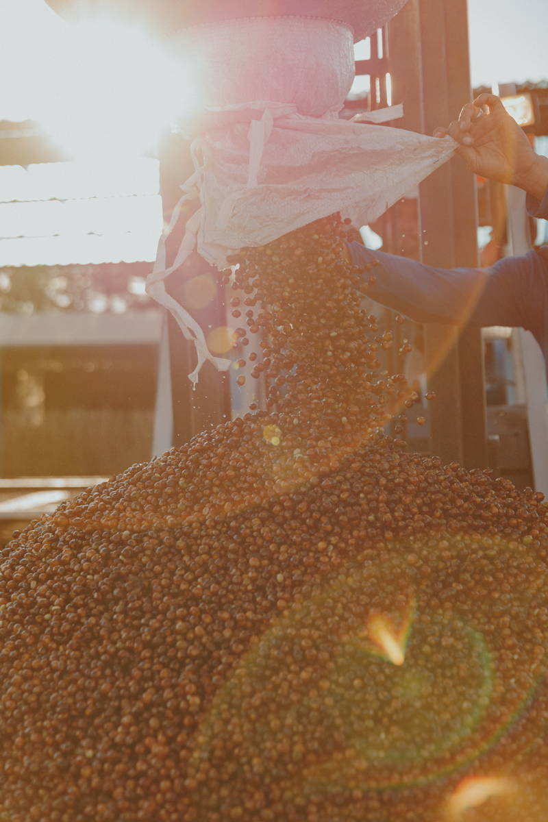 Kaffeekirschen, Daterra 2025