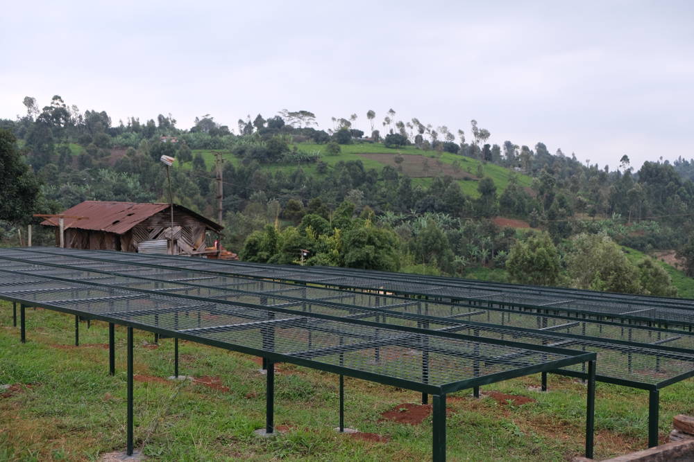 Thiririka Origin Thiririka Origin