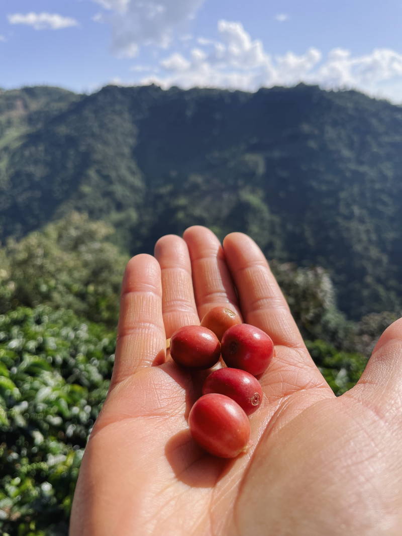Kaffeekirschen in Kolumbien