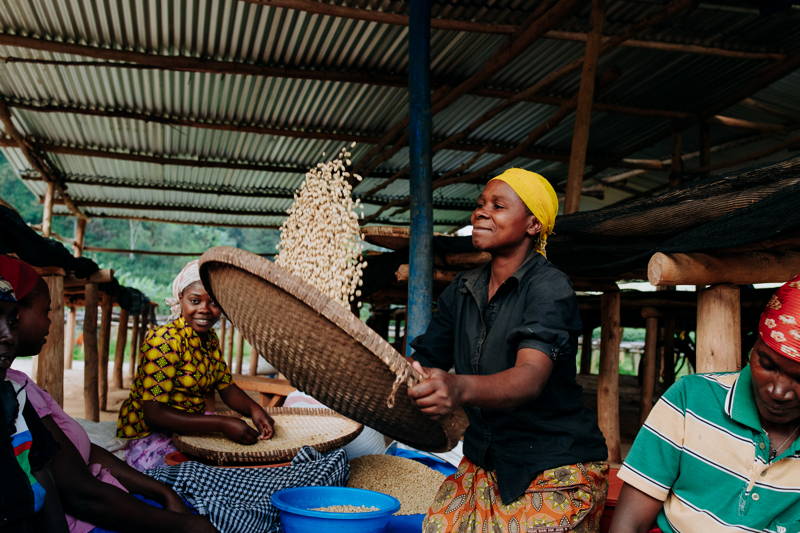 Farmers of Vunga CWS, Muraho Co., Rwanda processing coffee beans