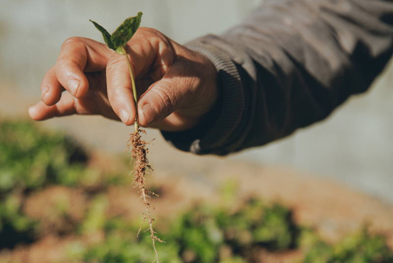 Setzling einer Kaffeepflanze bei Daterra 2025