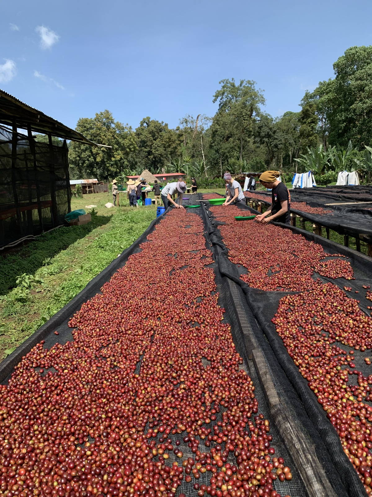 Origin Trip 2019: Coffee Circle in Äthiopien