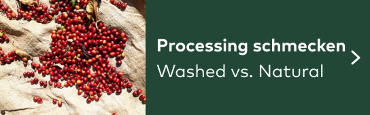 Processing schmecken Washed vs. Natural