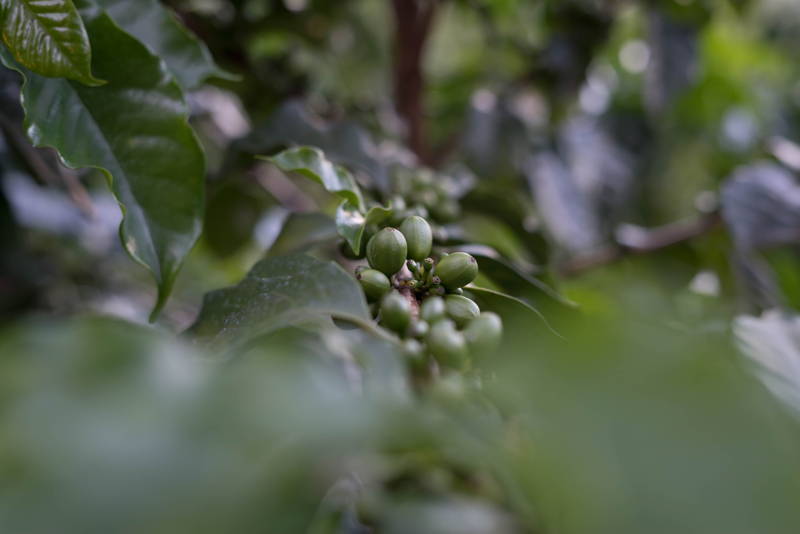 Kaffeeland Brasilien