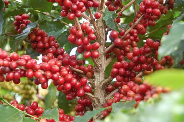 Kaffeekirschen Monte Alegre Farm, Brasilien