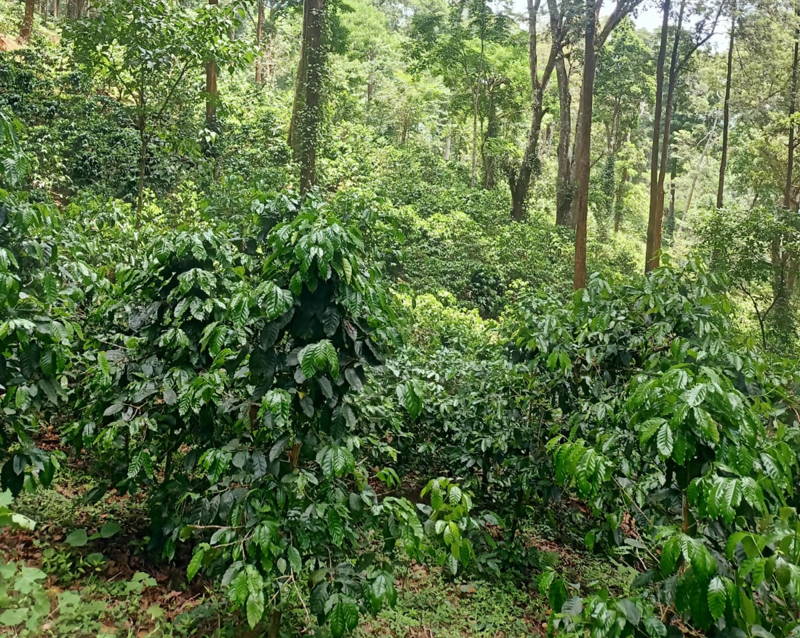 Kaffeeapflanzen in bergigen Nebelwäldern