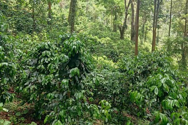 Kaffeeapflanzen in bergigen Nebelwäldern