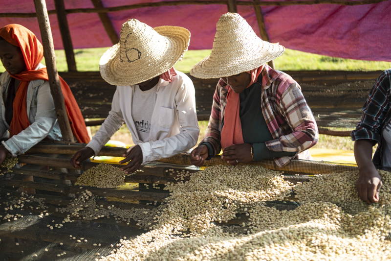 Kaffeefarmer:innen Äthiopien 2024