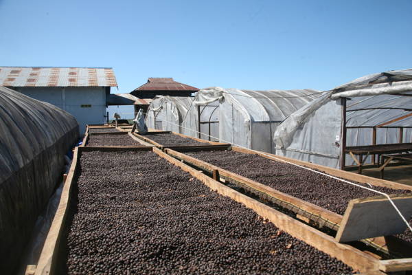 Trockenbetten mit Bohnen, Hendra Farm, Indonesien