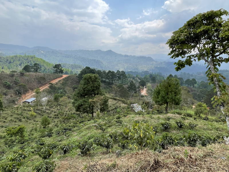 Comipronil Kooperative, Honduras