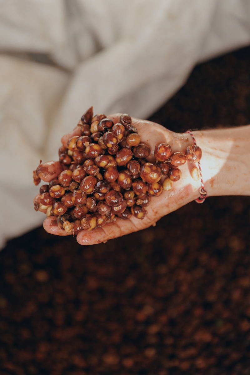 Kefirexperiment bei Daterra 2025, Bohnen bei der Fermentation