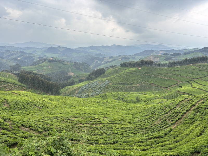 Kaffeefarm in Ruanda 2026