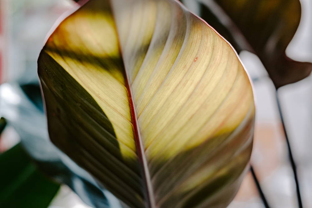 Unser Café Pflanze im Coffee Circle Cafe