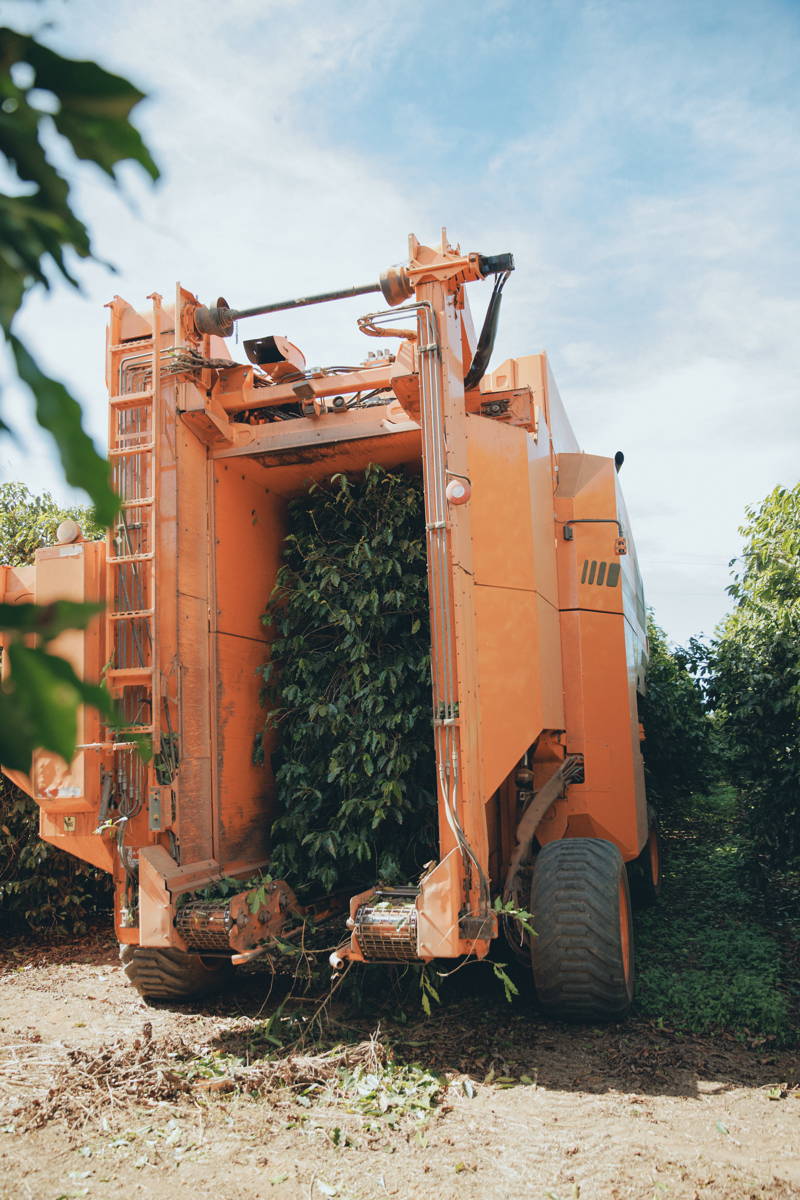 Erntemaschine von Daterra bei der Kaffeeernte