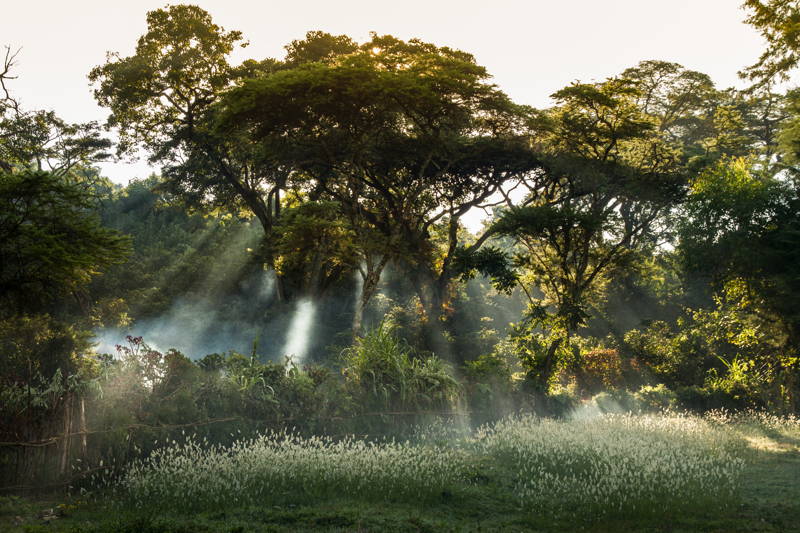 Äthiopische Waldgärten