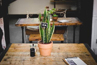 Wir stellen vor: The Greens – Coffee & Plants Wir stellen vor: The Greens – Coffee & Plants