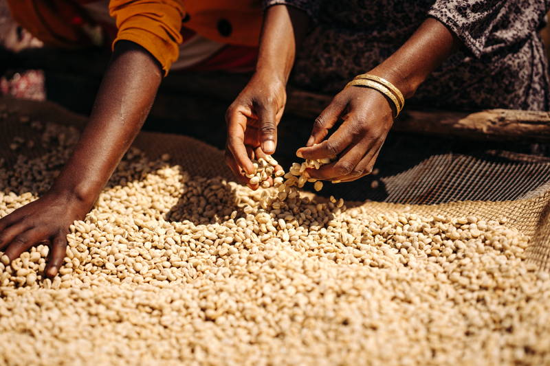 Die grünen Kaffeebohnen an den Drying Beds