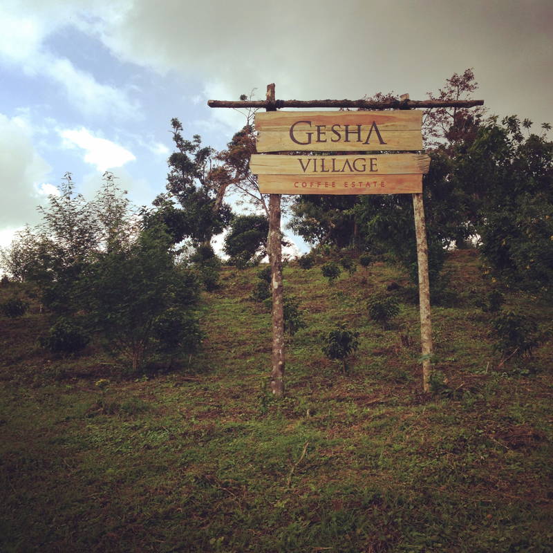 Meine Reise ins Kaffeeland und das berühmte Gesha Village