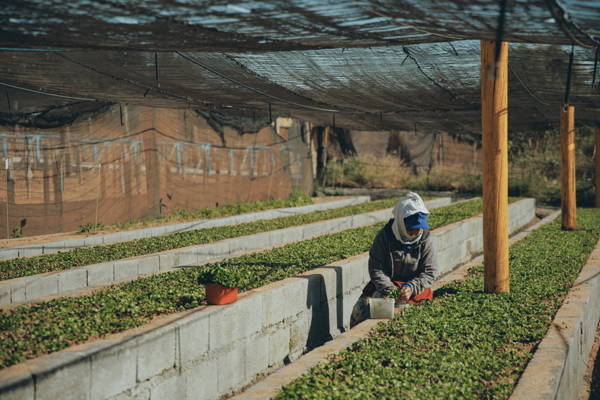 Coffee farmer at Daterra 2025