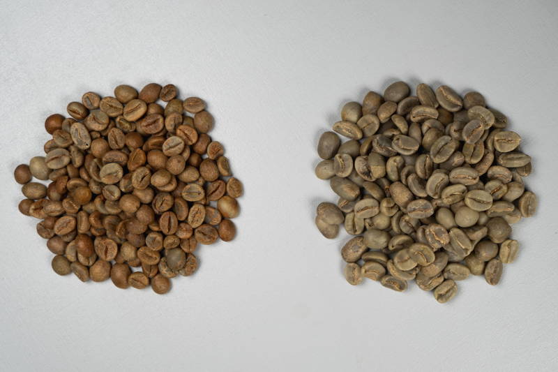 Robusta vs. Arabica