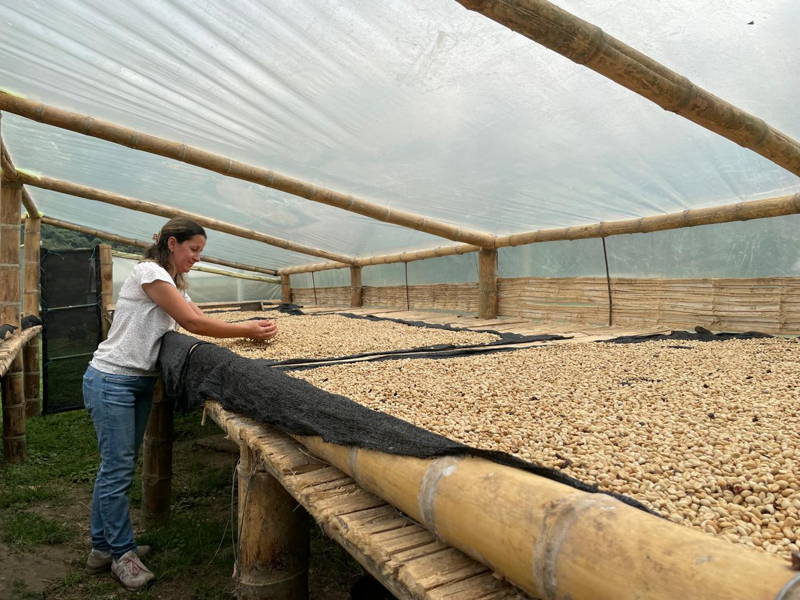 Martha Cecilia Álvarez begutachtet Rohkaffee, Finca Cafetera Valparaíso, La Vega, Kolumbien