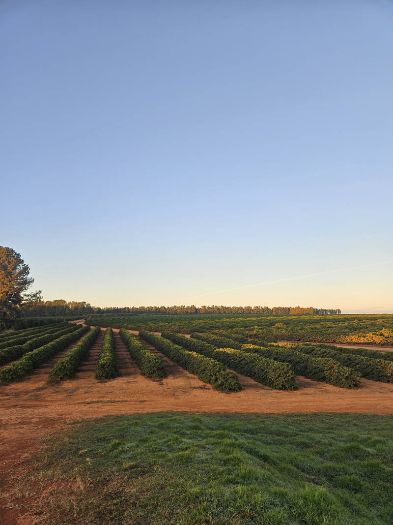 Monte Alegre, Brasilien