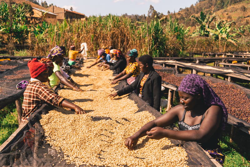 Kaffeefarmer:innen, Muraho Trading, Rugali CWS