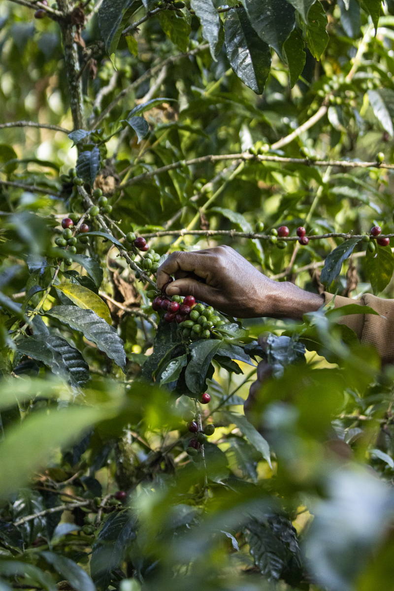 Cherries Ethiopia 2024