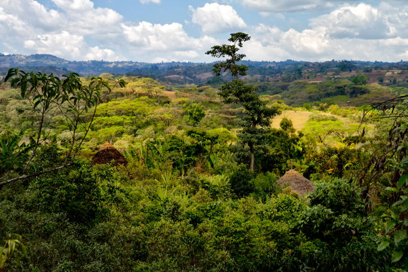 Coffee Circle reist nach Äthiopien