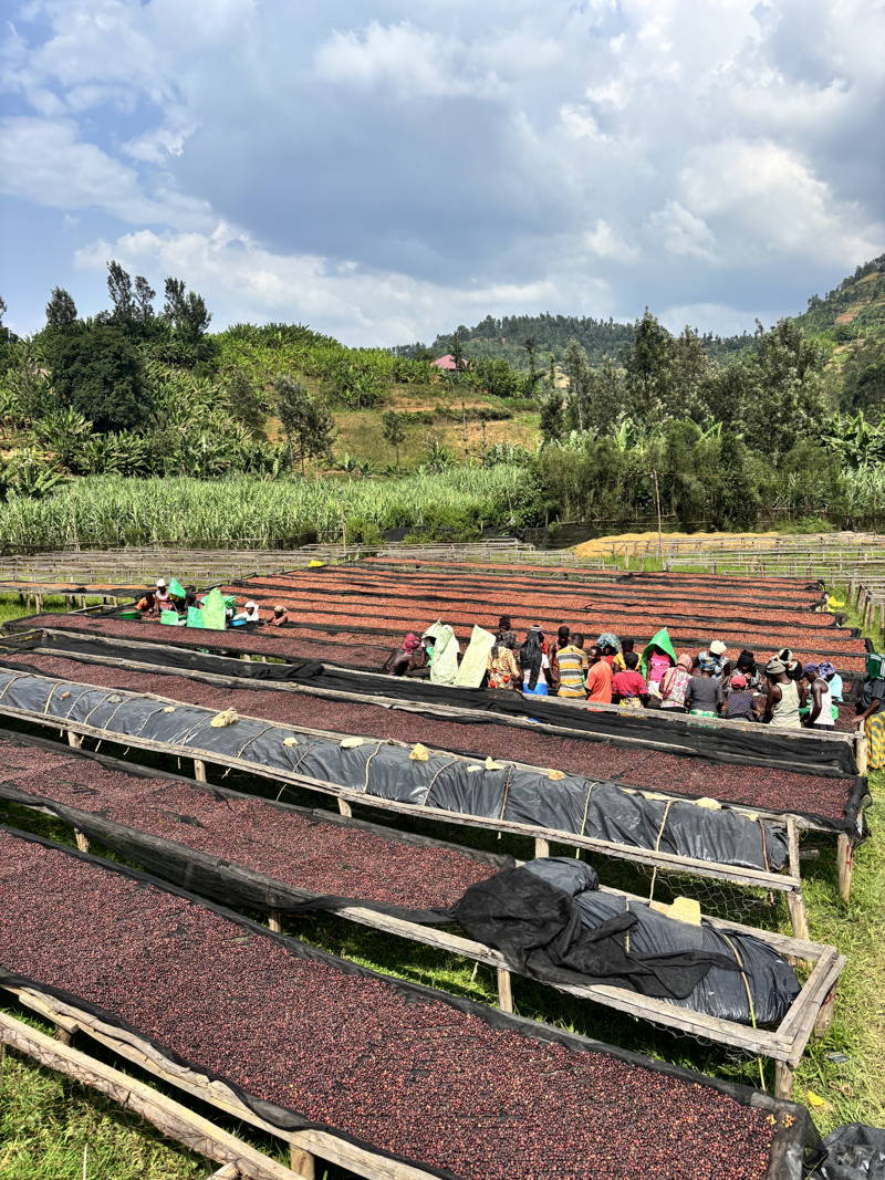 Kaffeefarmer:innen sortieren Kaffeebohnen zwischen Drying Beds