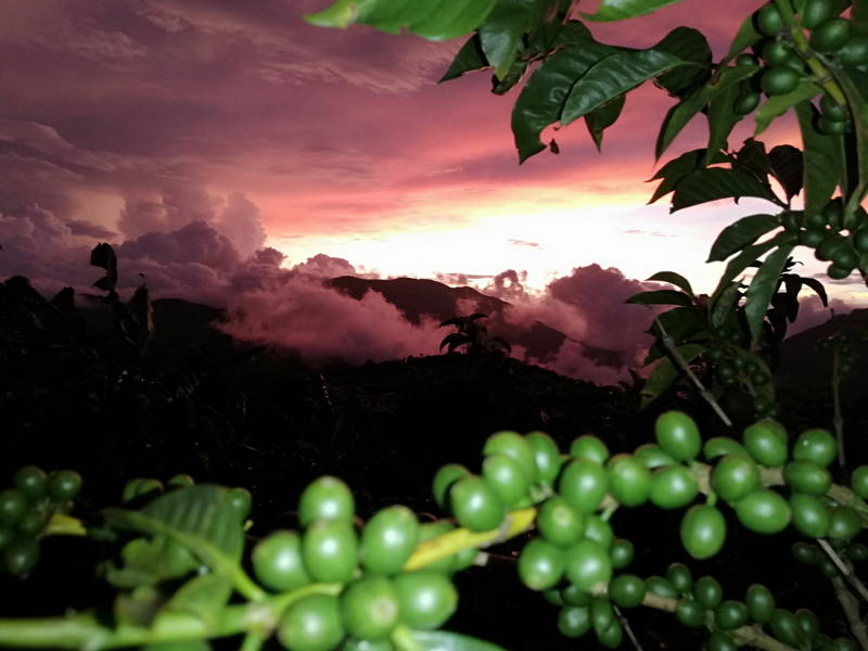 Abuelos Cafe, Costa Rica