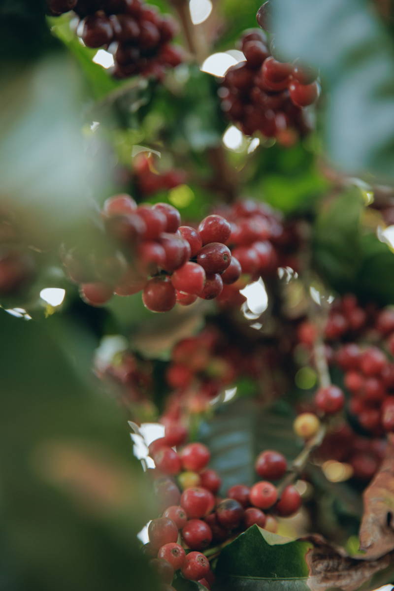 Coffee Cherries at Daterra