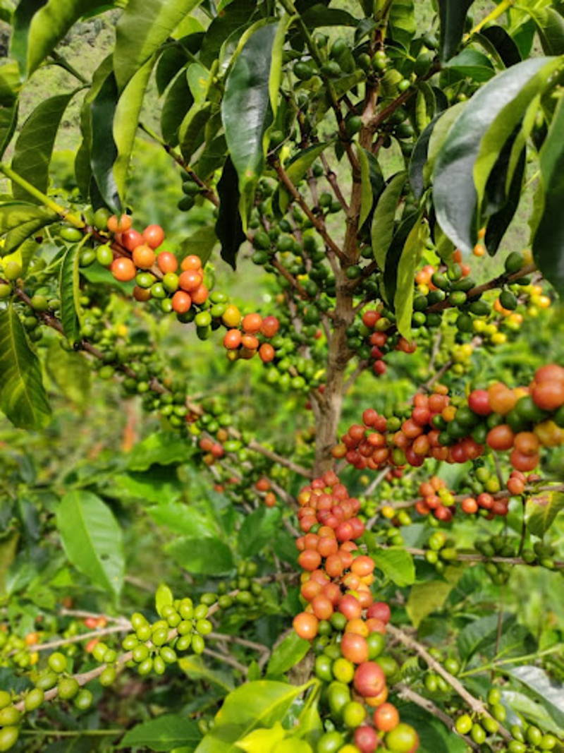 Kaffeekirschen der Pink Bourbon Varietät in Kolumen, Las Flores.